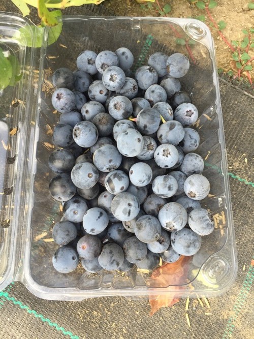 Die chilenische Baumschule erntet die erste Ernte der Blaubeersorte mit Ursprung in Neuseeland