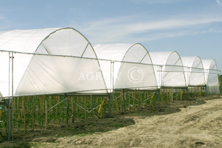 Gewächshaus-Polytunnel