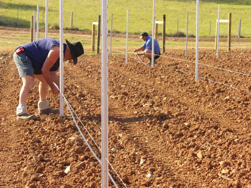 Steel Grapestakes.jpg