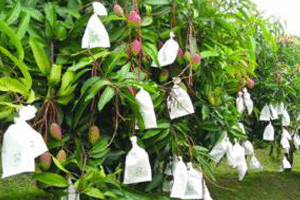 Mango, die auf dem tree.jpg w&auml;chst