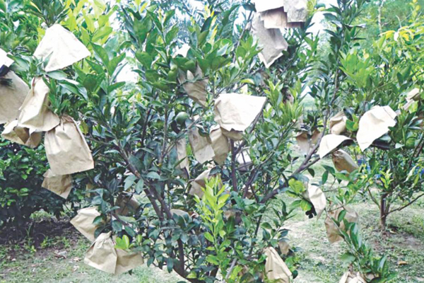 Orangen-Schutz-Papier Bag.jpg