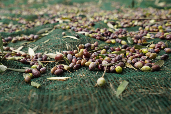 Olivennetz Mono Filament f&uuml;r Italy.jpg