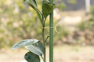 Weinrebe, die Seil bindet