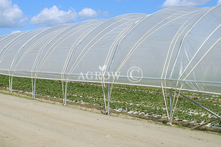 Single-Bay-Poly-Tunnel