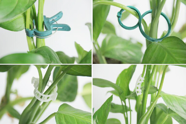 Tomate, die clips.jpg verpflanzt