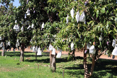 Wachsende Taschen der Mango