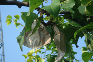 Birne, die im orchard.jpg w&auml;chst