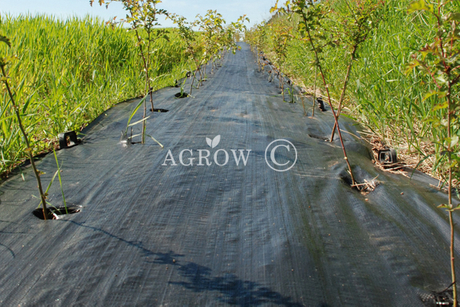 Gemahlenes Unkraut Mat