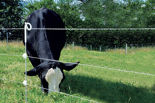 Viehzopfzaun post.jpg