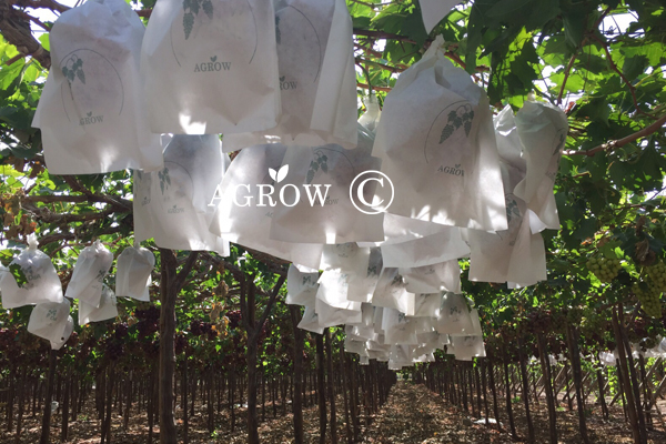 Weinrebe, die Seil bindet