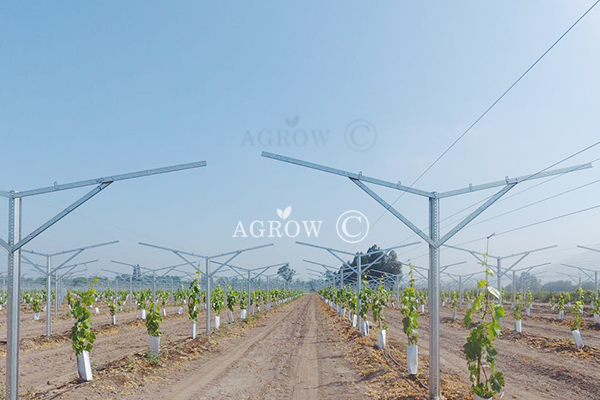 Vineyard Flat Gable Spaliersystem